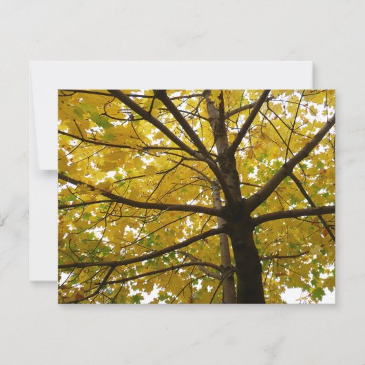 イエローメープルツリーズオータム自然 (正面)