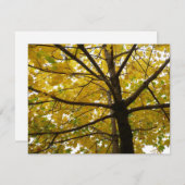 イエローメープルツリーズオータム自然 (正面/裏面)