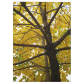 イエローメープルツリーズオータム自然 クリップボード (裏面)