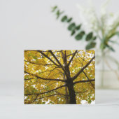 イエローメープルツリーズオータム自然 ポストカード (スタンド正面)