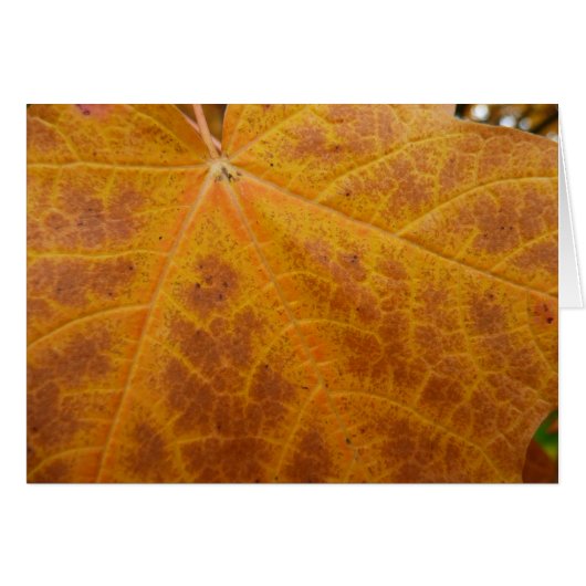 イエローメープルリーフオータム抽象芸術自然 (正面横)