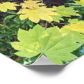 イエローメープル葉ズとダグラスモミの写真 ポスター (角)