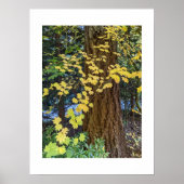 イエローメープル葉ズとダグラスモミの写真 ポスター (正面)