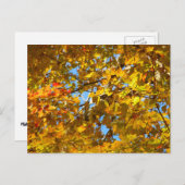 イエローメープル離れズとブルースカイ ポストカード (正面/裏面)