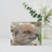 イエローモングース ポストカード (スタンド正面)