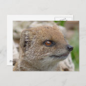 イエローモングース ポストカード (正面/裏面)