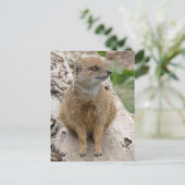 イエローモングース ポストカード (スタンド正面)