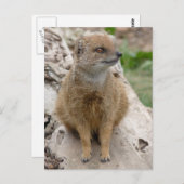 イエローモングース ポストカード (正面/裏面)