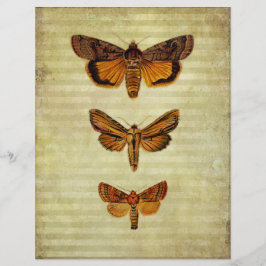 イエローモース&ストライプシズスクラップブック紙