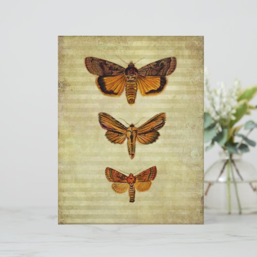 イエローモース&ストライプシズスクラップブック紙 (スタンド正面)