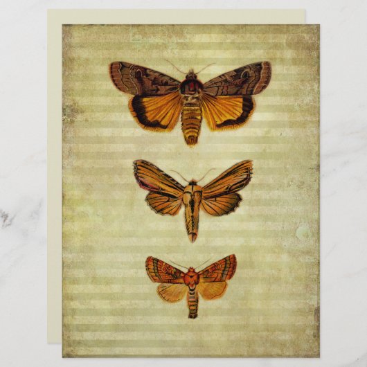 イエローモース&ストライプシズスクラップブック紙 (正面/裏面)