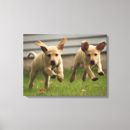 イエローラブラドールパピーランニングズ キャンバスプリント (正面)