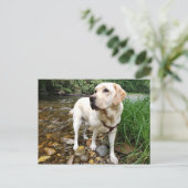 イエローラブラドールリトリエバーステーリーポーズ ポストカード (スタンド正面)