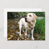 イエローラブラドールリトリエバーステーリーポーズ ポストカード (正面/裏面)