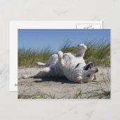 イエローラブラドール・レトリバー ポストカード (正面/裏面)