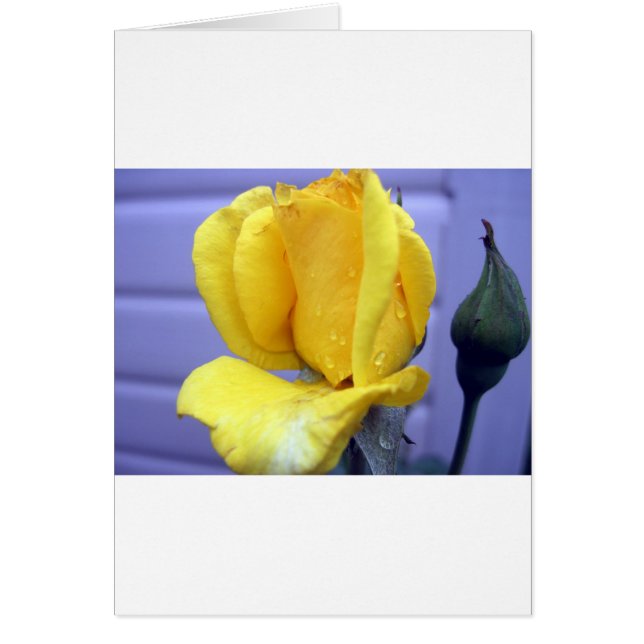 イエローリゾーブド (正面)