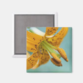 イエローリリーのクローズアップ マグネット (正面/裏面)