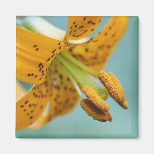 イエローリリーのクローズアップ マグネット (正面)