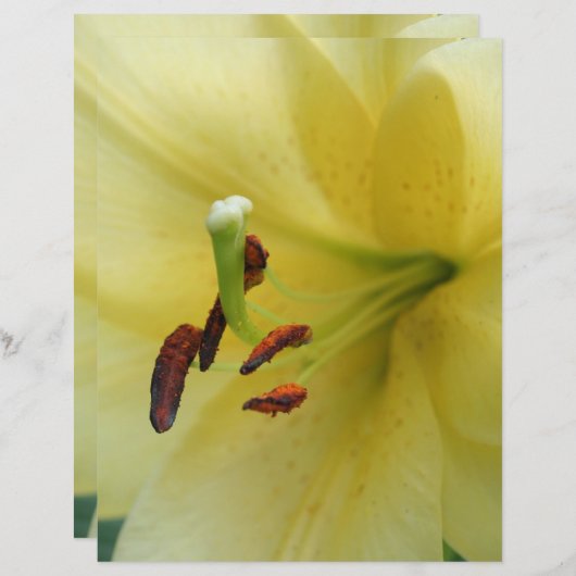 イエローリリーフラワークローズアップスクラップブック紙 (正面/裏面)