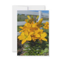 イエローリリー