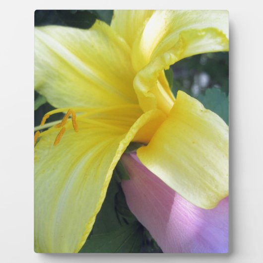 イエローリリー フォトプラーク (正面)