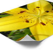 イエローリリー ポスター (角)