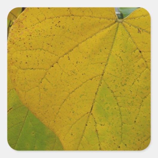 イエローレッドブ葉ド自然撮影 スクエアシール (正面)