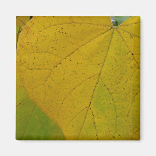 イエローレッドブ葉ド自然撮影 マグネット