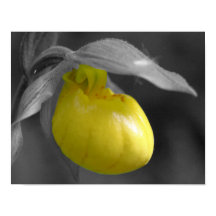 イエローレディースリッパーオーキッドフラワーパーシャルカラー