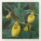 イエローレディーズスリッパの花のグループ ガラスコースター (正面)