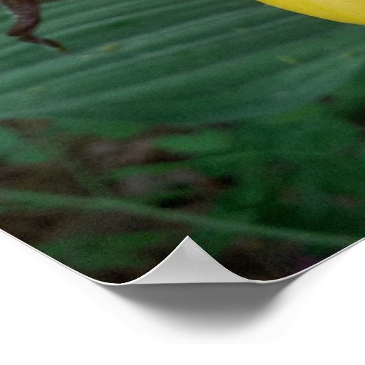 イエローレディーズスリッパの花のグループ ポスター (角)