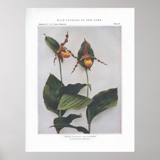 イエローレディーズスリッパ ポスター (正面)