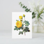 イエローローズバイピエールジョセフレドゥート ポストカード (スタンド正面)