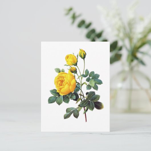 イエローローズバイピエールジョセフレドゥート ポストカード (スタンド正面)