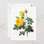 イエローローズバイピエールジョセフレドゥート ポストカード (正面/裏面)
