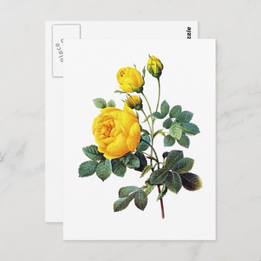 イエローローズバイピエールジョセフレドゥート ポストカード (正面/裏面)
