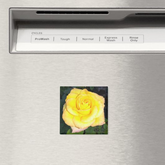 イエローローズフォトスクエアマグネット マグネット (インサイチュ (食洗機))