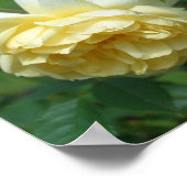 イエローローズフラワーズ鏡抽象芸術 ポスター (角)