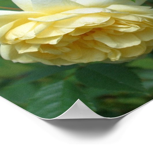 イエローローズフラワーズ鏡抽象芸術 ポスター (角)