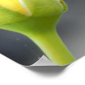 イエローローズブド写真 ポスター (角)