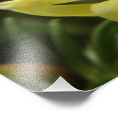 イエローローズ写真 フォトプリント            (角)