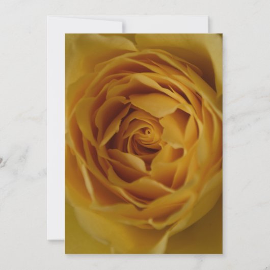 イエローローズ60th誕生日パーティーの招待状 招待状 (裏面)