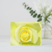 イエローローズ_ ポストカード (スタンド正面)