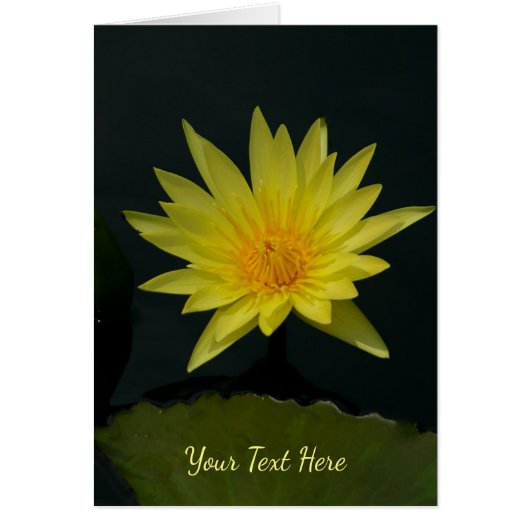 イエローロータス《植物》スイレン (正面)