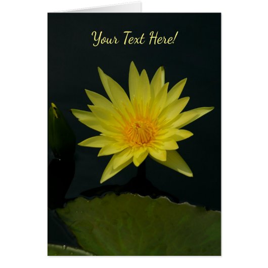 イエローロータス《植物》スイレン (正面)