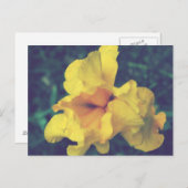 イエロー春アイリス花の写真 ポストカード (正面/裏面)