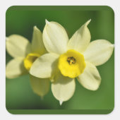 イエロー春ダッフォジル スクエアシール (正面)