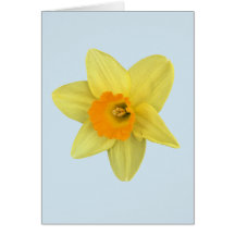 イエロー春ダフォディルオンブ淡い色のルー