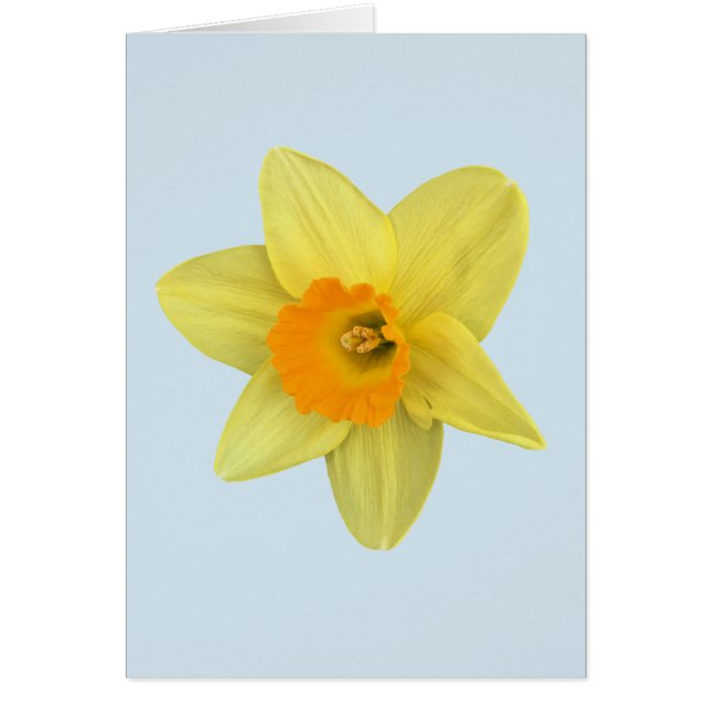 イエロー春ダフォディルオンブ淡い色のルー (正面)