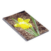 イエロー春水仙の写真 ノートブック (右側)